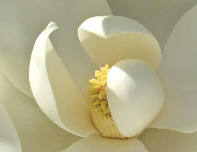 This is a picture of a Magnolia blossom