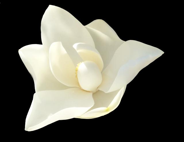 This is a picture of a Magnolia blossom