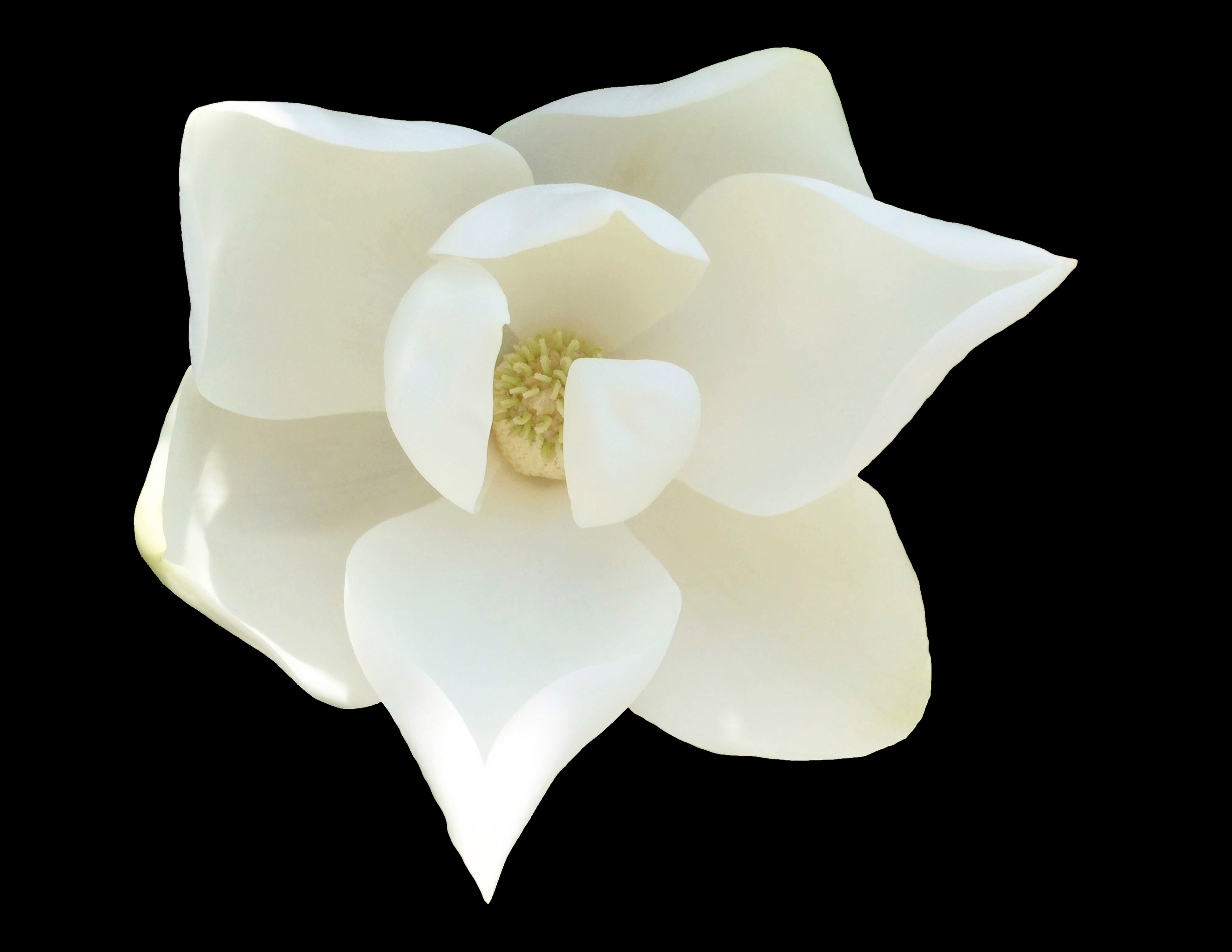 This is a picture of a Magnolia blossom