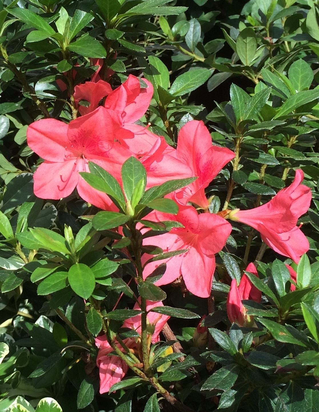This is a picture of an Azalea plant