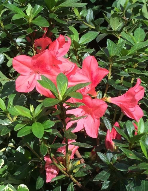 This is a picture of an Azalea plant