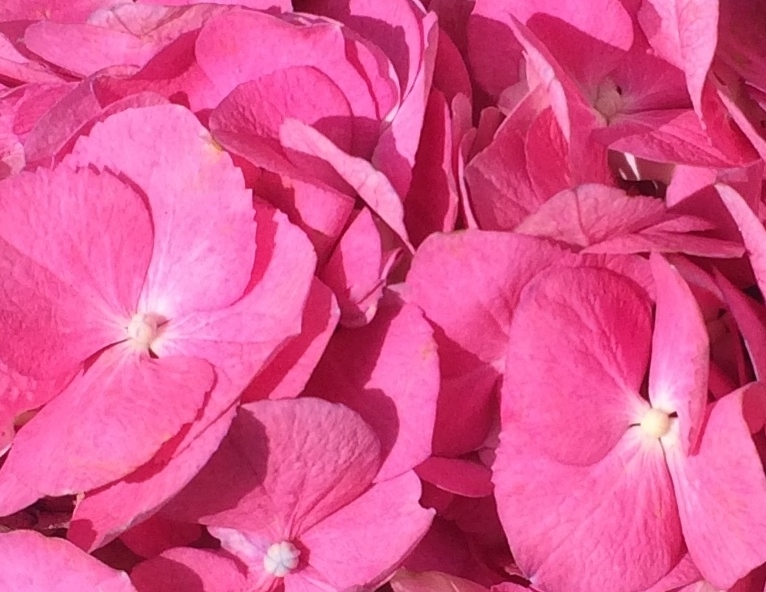 This is a picture of a Hydrangea blossom