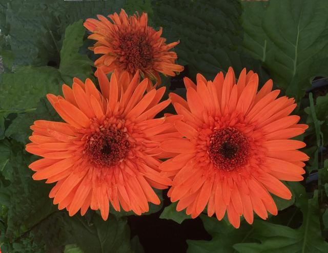 This is a picture of a Gerbera Daisy
