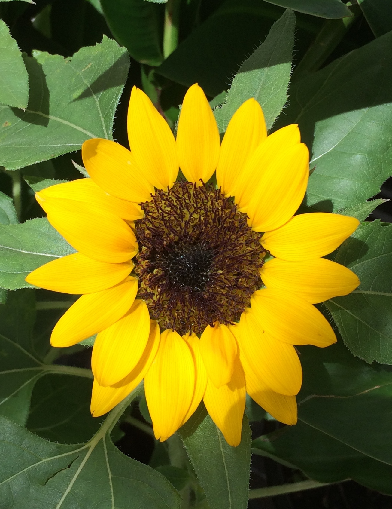This is a picture of a Sun Flower