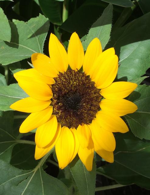 This is a picture of a Sun Flower