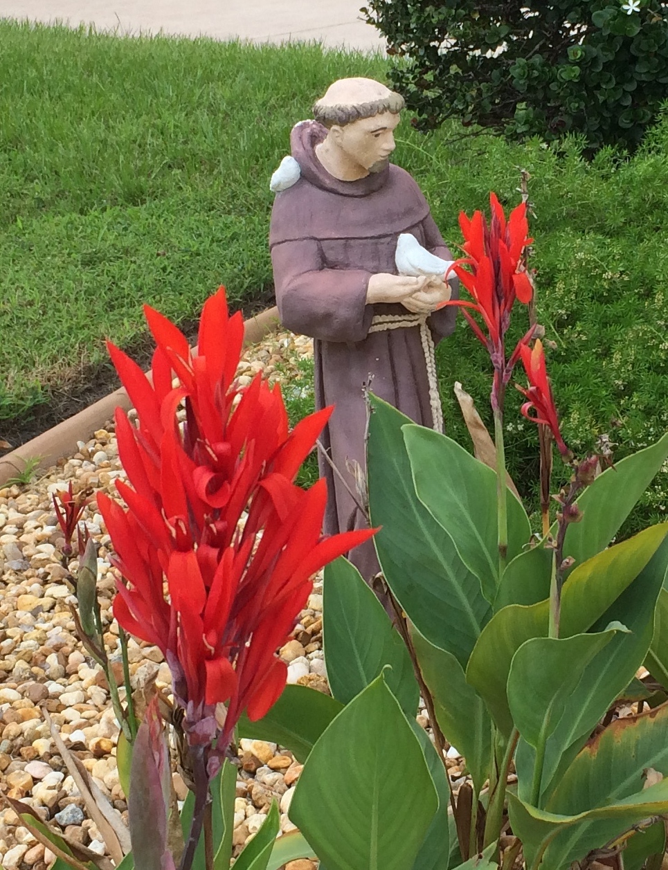 This is a picture of a Canna plant