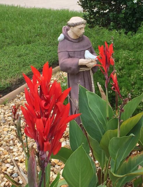 This is a picture of a Canna plant