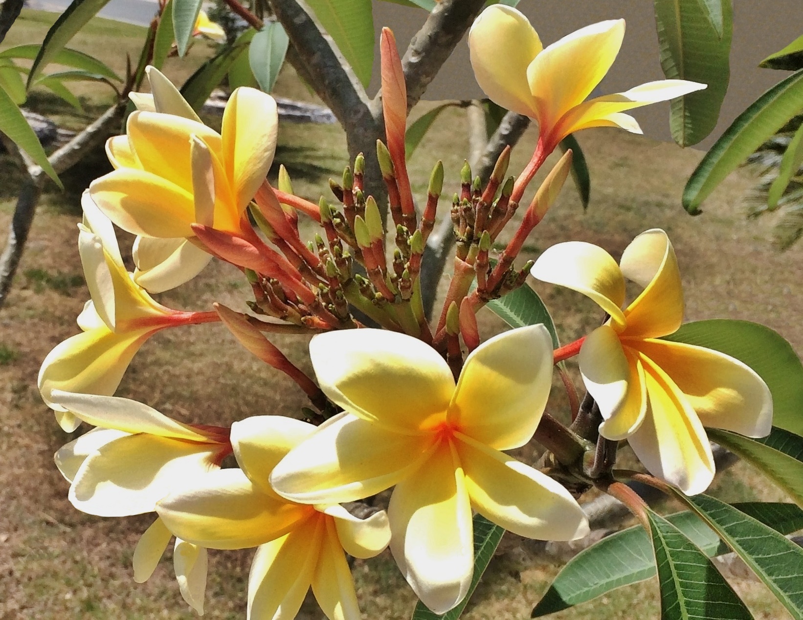 This is a picture of a Frangipani tree (Plumeria)