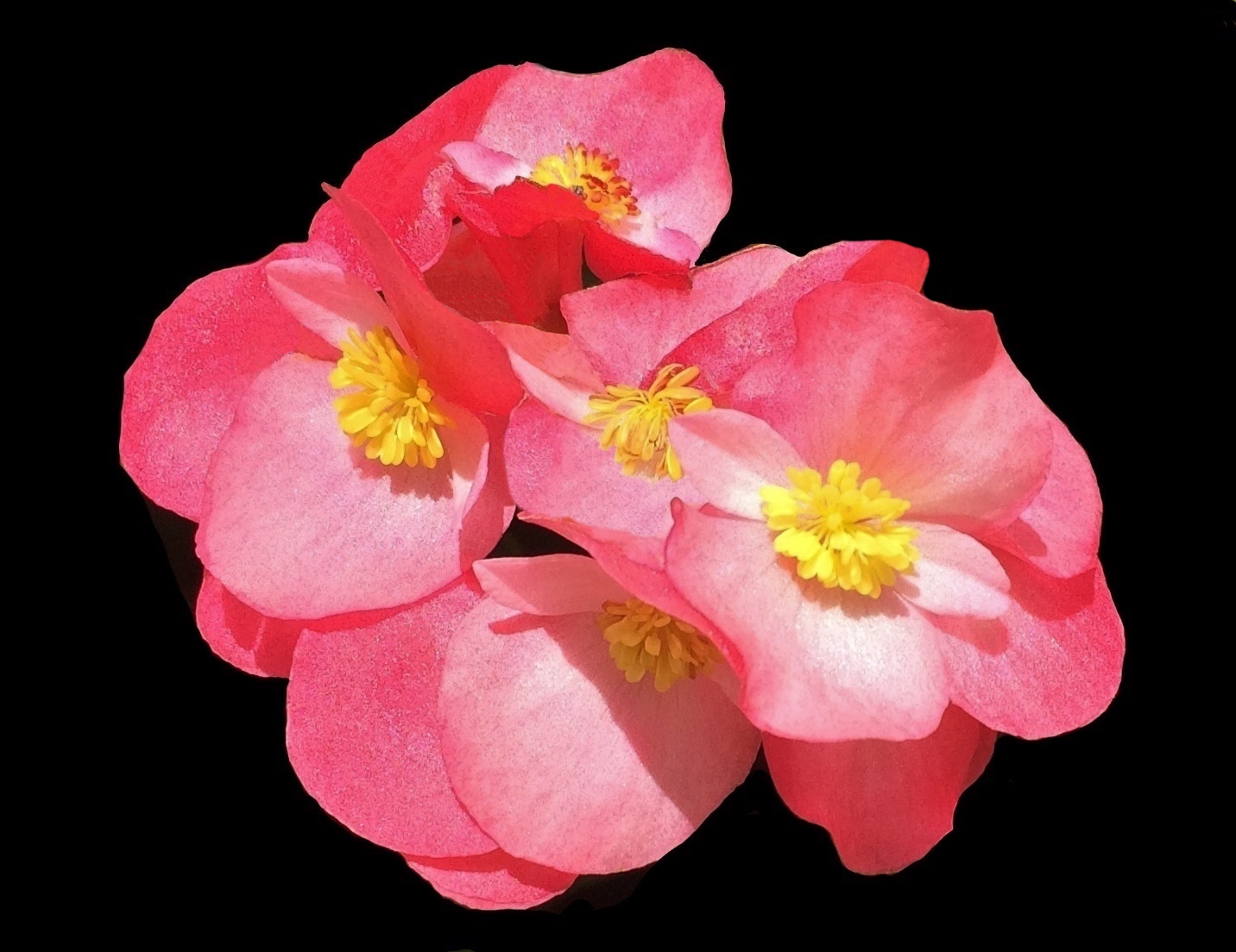 This is a picture of  Begonia Blossoms