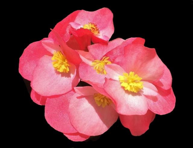 This is a picture of  Begonia Blossoms