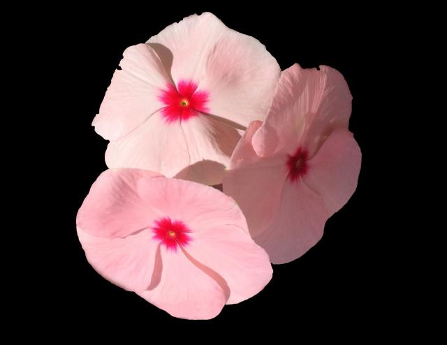 This is a picture of Periwinkle blossoms