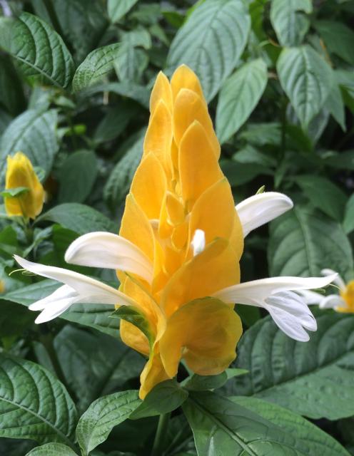 This is a picture of a Shrimp plant