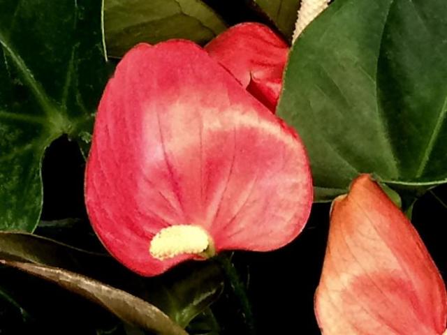 (Anthurium) Painted Tongue, Tail Flower, Flamingo Flower