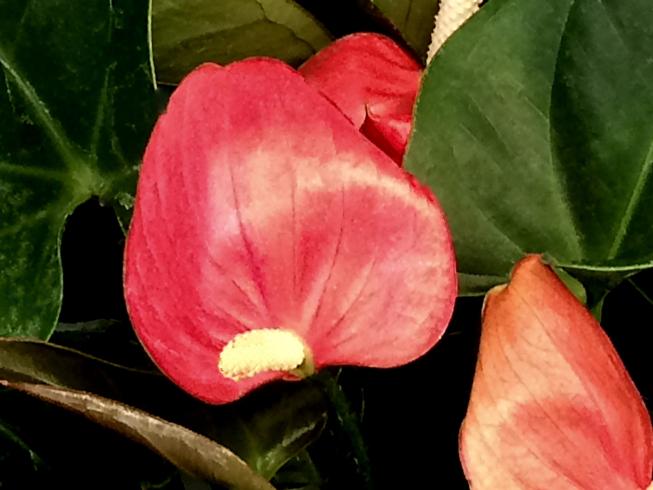(Anthurium) Painted Tongue, Tail Flower, Flamingo Flower
