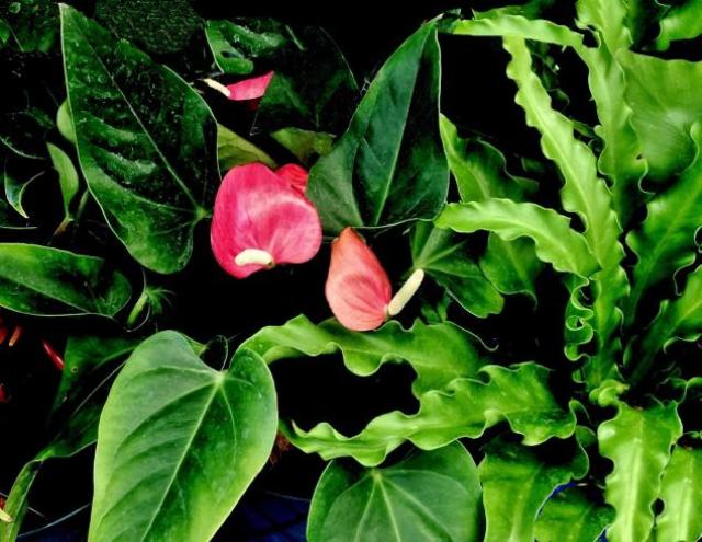 This is a picture of a Tail Flower - Anthuriums