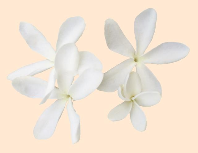 This is a picture of Jasmin flowers