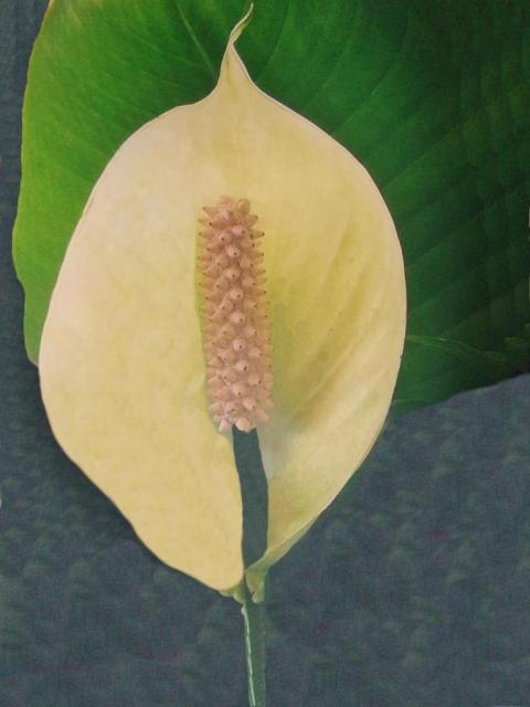 This is a picture of a Peace Lily