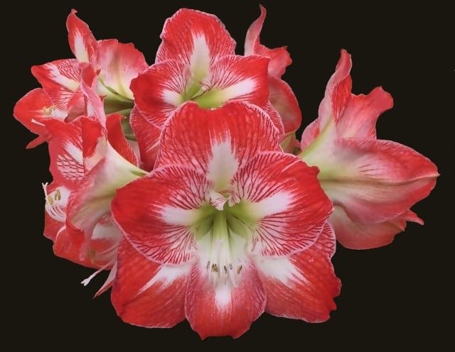 This is a picture of an Amaryllis plant