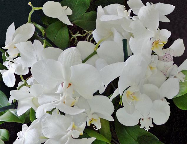 Group of white orchids