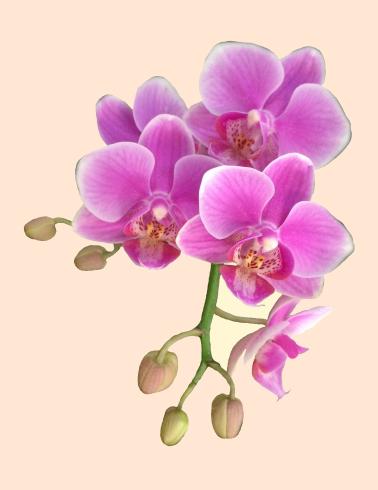 Group of orchids with 5 buds