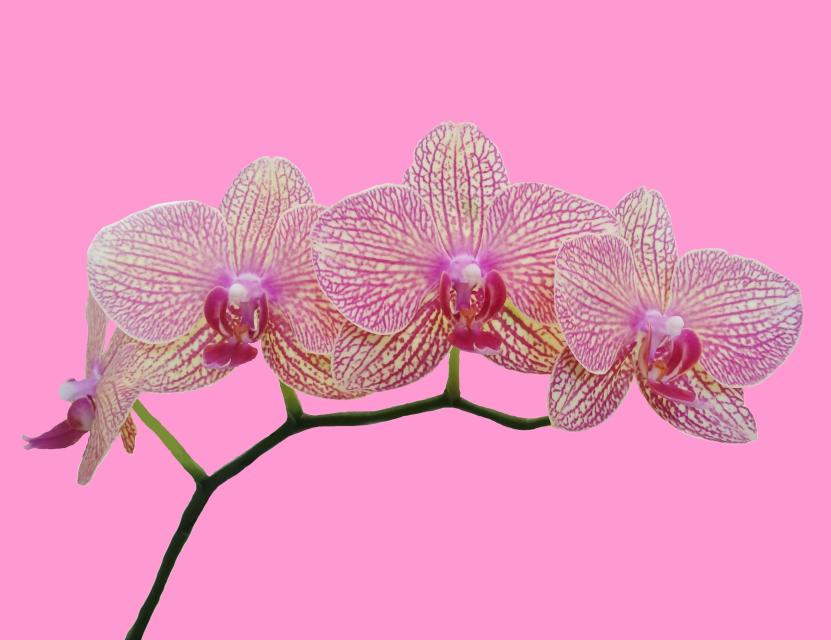 Pink striped orchids