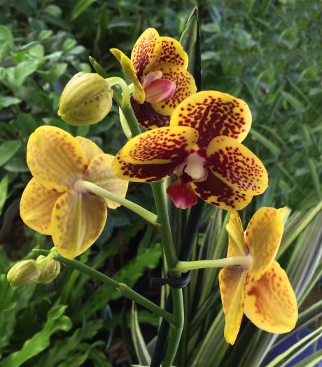 Yellow and red spotted orchid close up