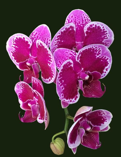 Purple and lavender orchids