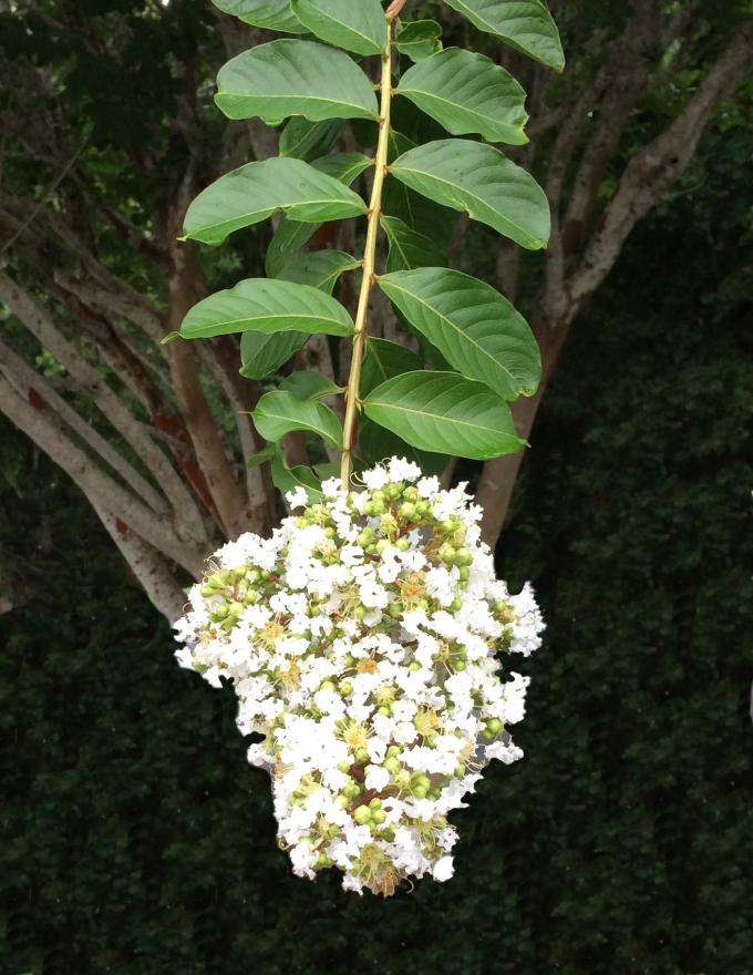This is a picture of Myrtle tree blossoms