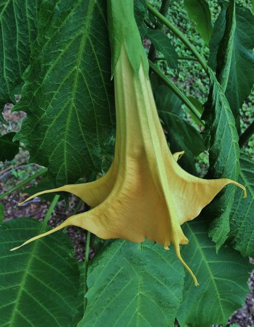 This is a picture of An Angel's Trumpet