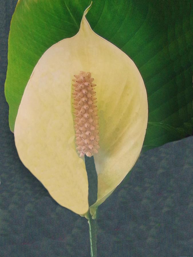 This is a picture of a Peace Lily