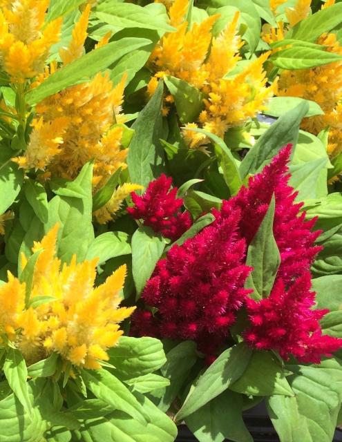 This is a picture Of Celosia plants