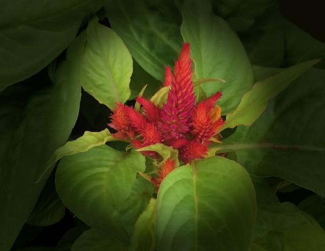 This is a picture Of Celosia plants