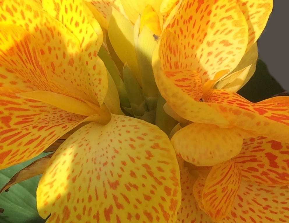 This is a picture Of Canna Lilies