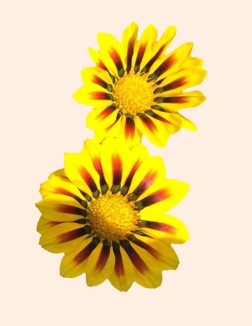 This is a picture Of Daisy blossoms