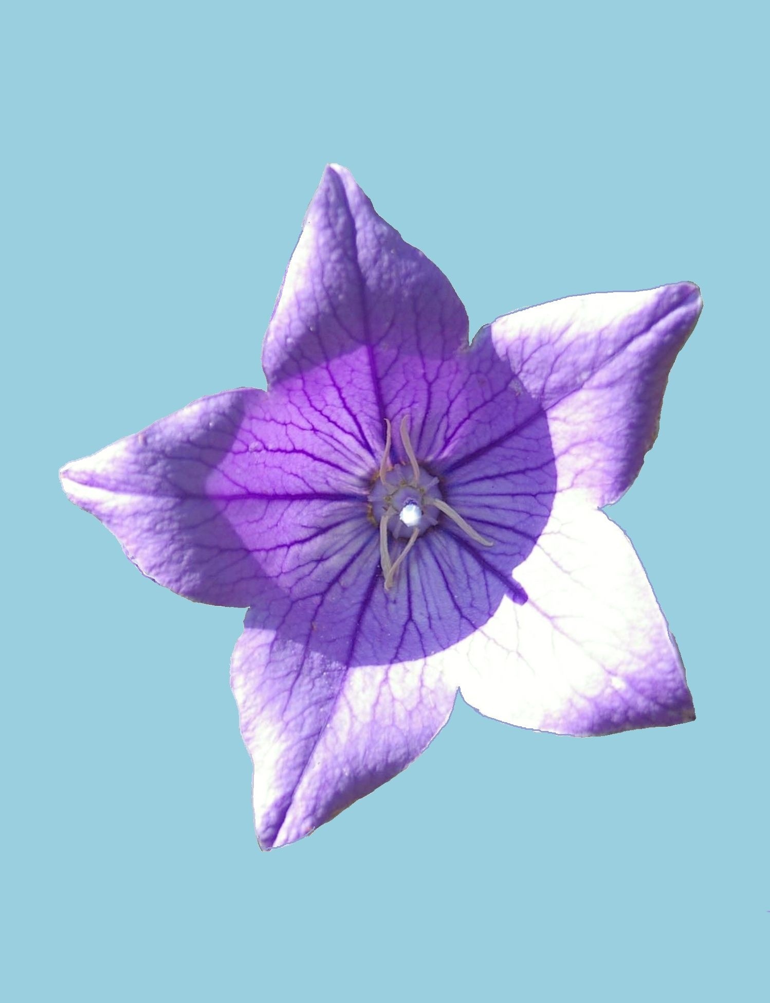 This is a picture Of a Balloon Flower Blossom