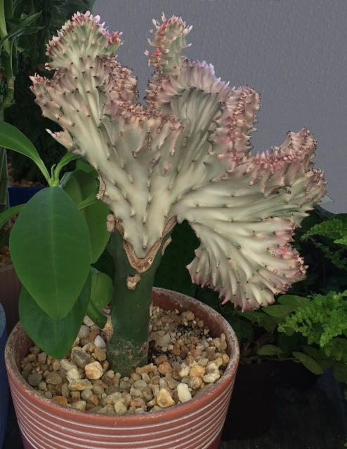 This is a picture Of a Coral cactus