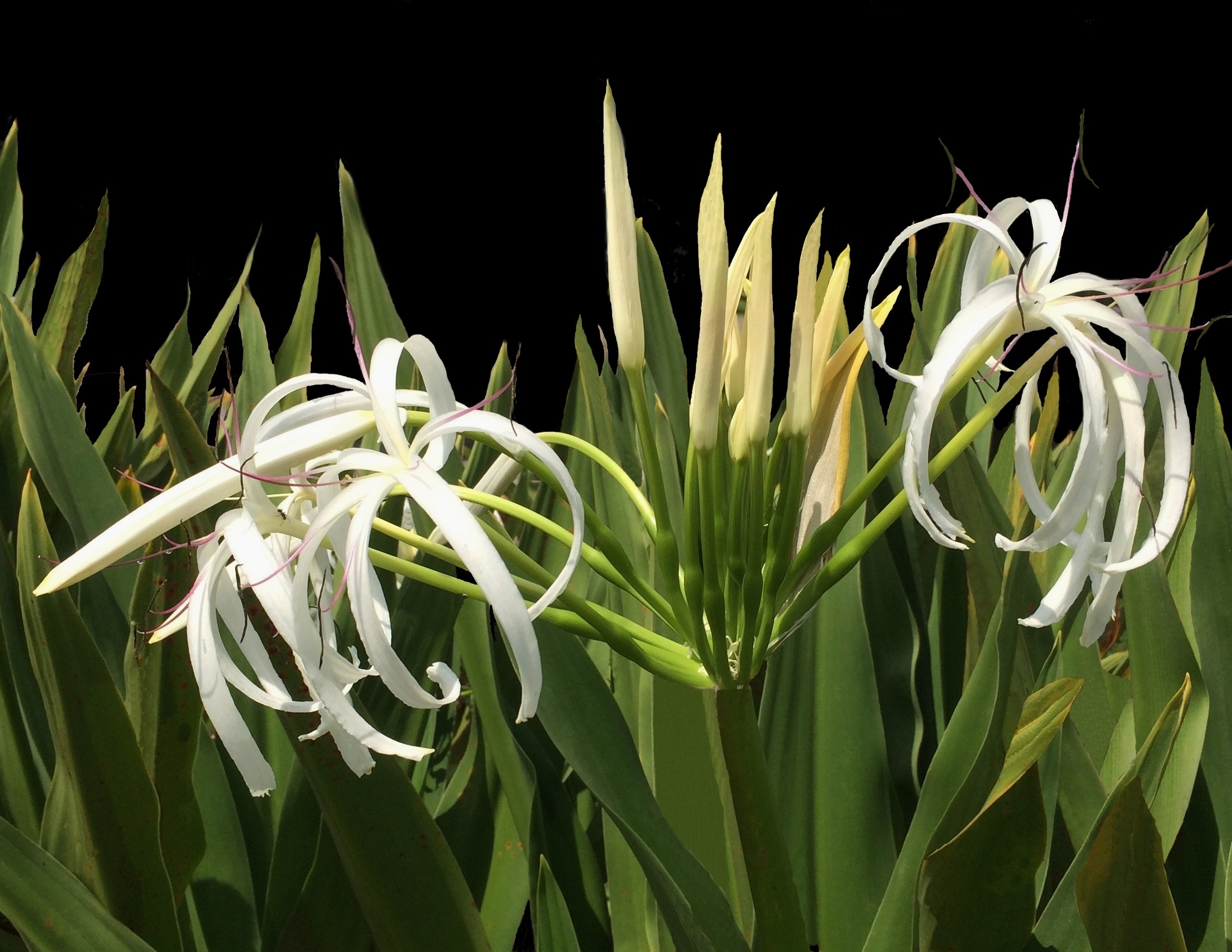 This is a picture Of a Crinum Lily