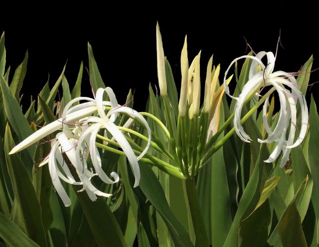 This is a picture Of a Crinum Lily