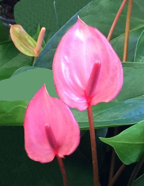 This is a picture Of a painted Tongue