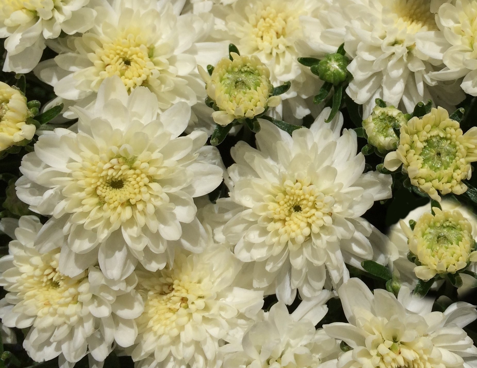 This is a picture Of Chrysanthemum blossoms