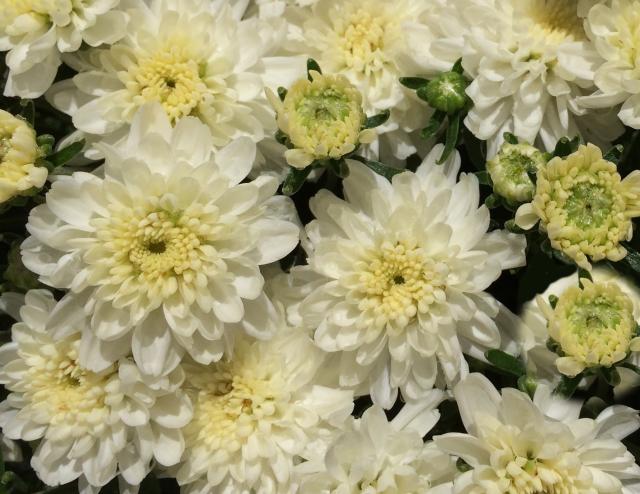 This is a picture Of Chrysanthemum blossoms