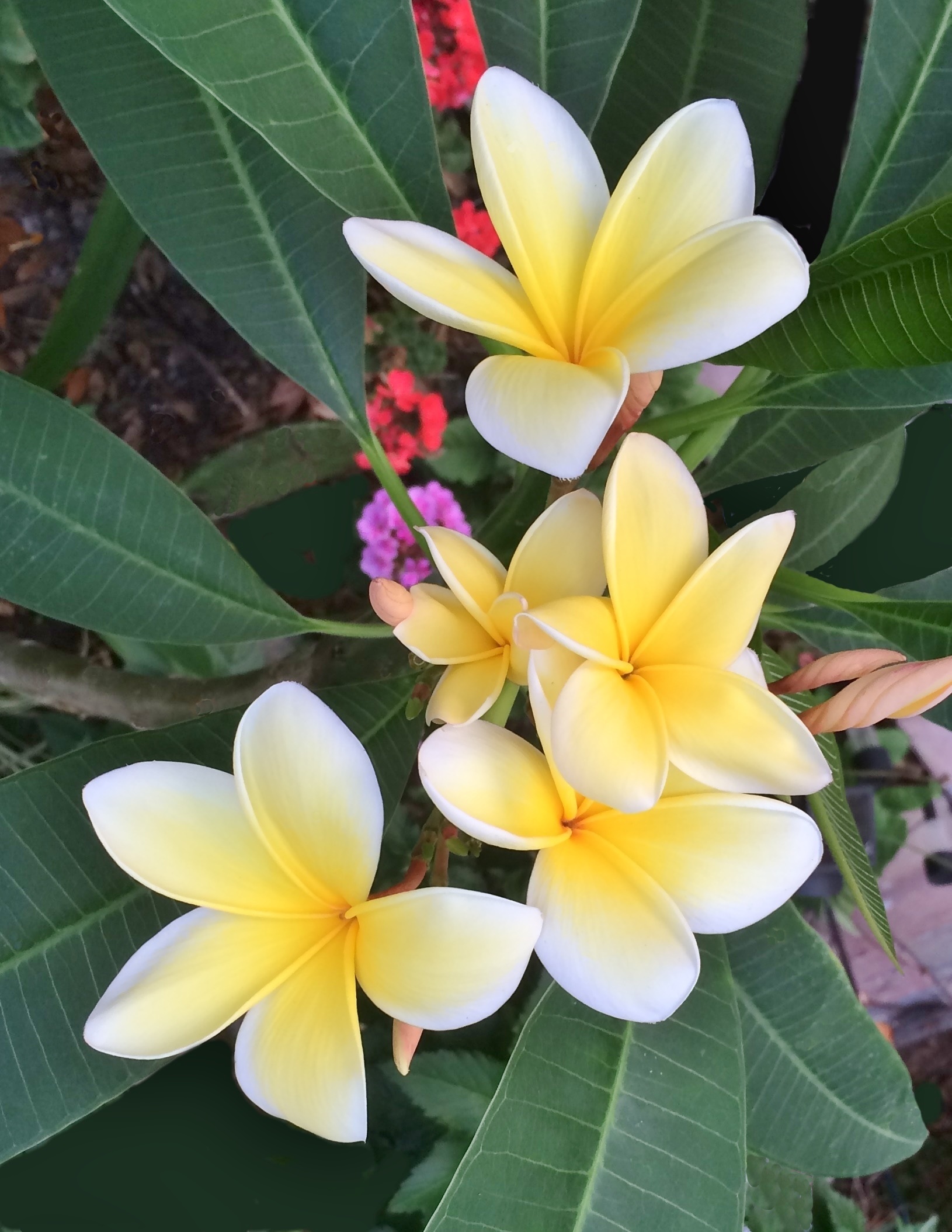This is a picture of plumeria Blossoms