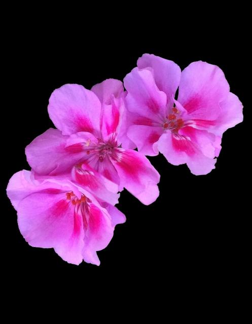This is a picture of Geranium blossoms