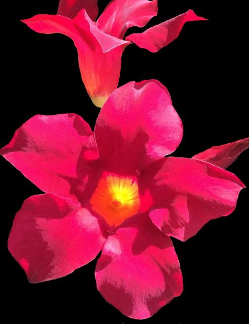 This is a picture of Petunia blossoms