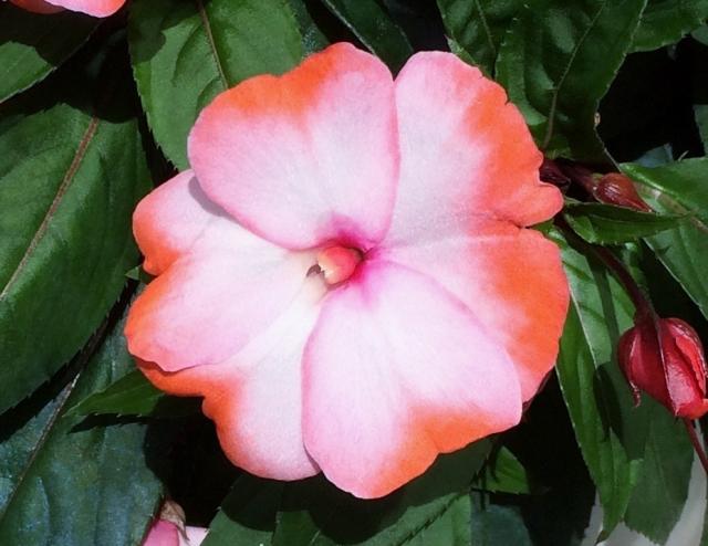 This is a picture of a impatiens blossom