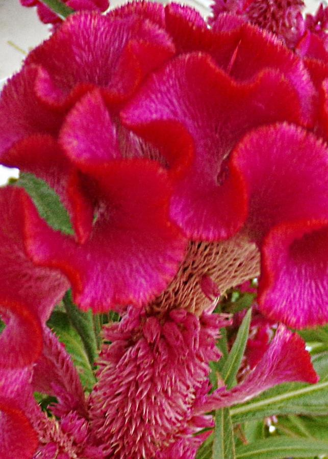 This is a picture of a Cock's Comb celosia  blossom