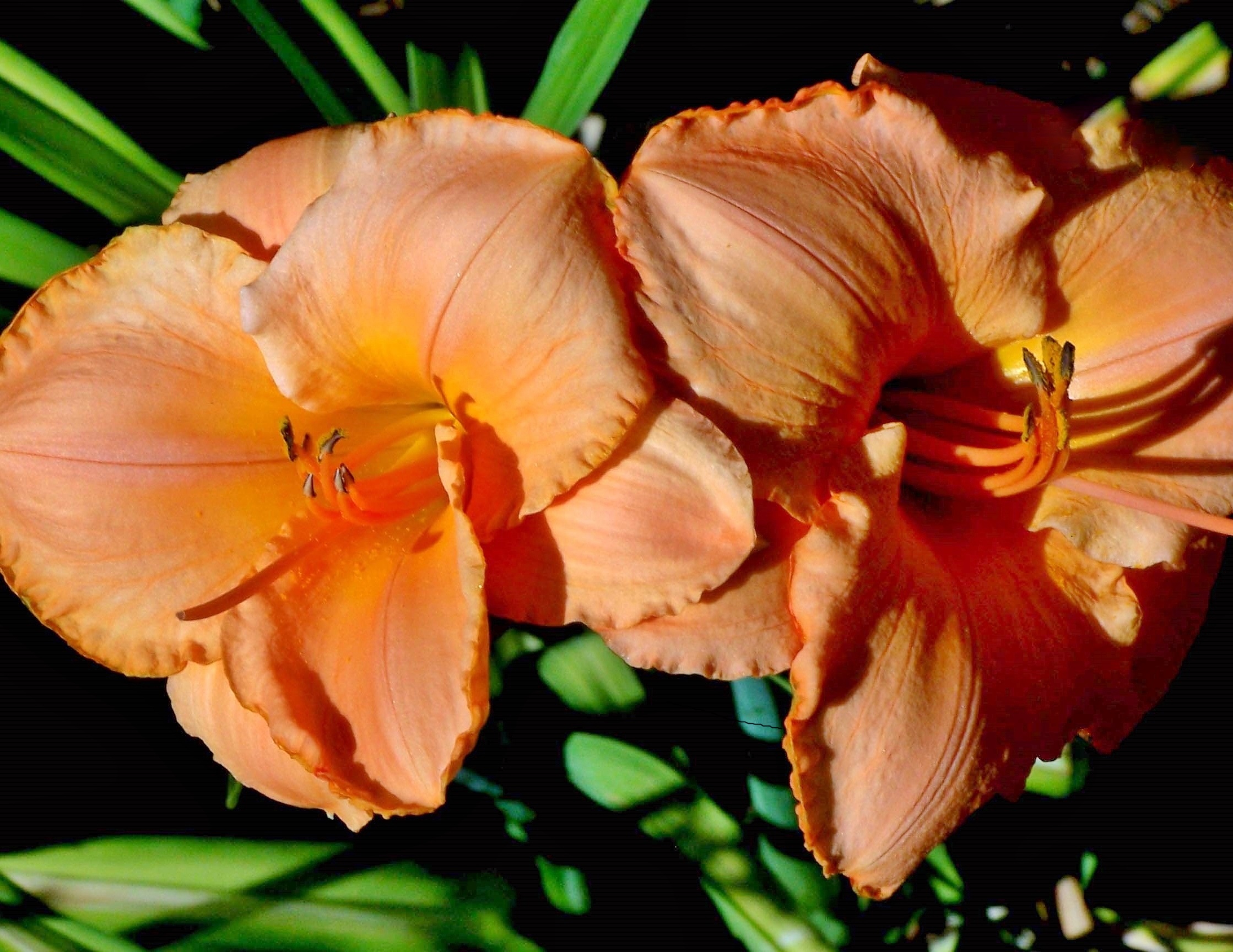 This is a picture of Day Lilies