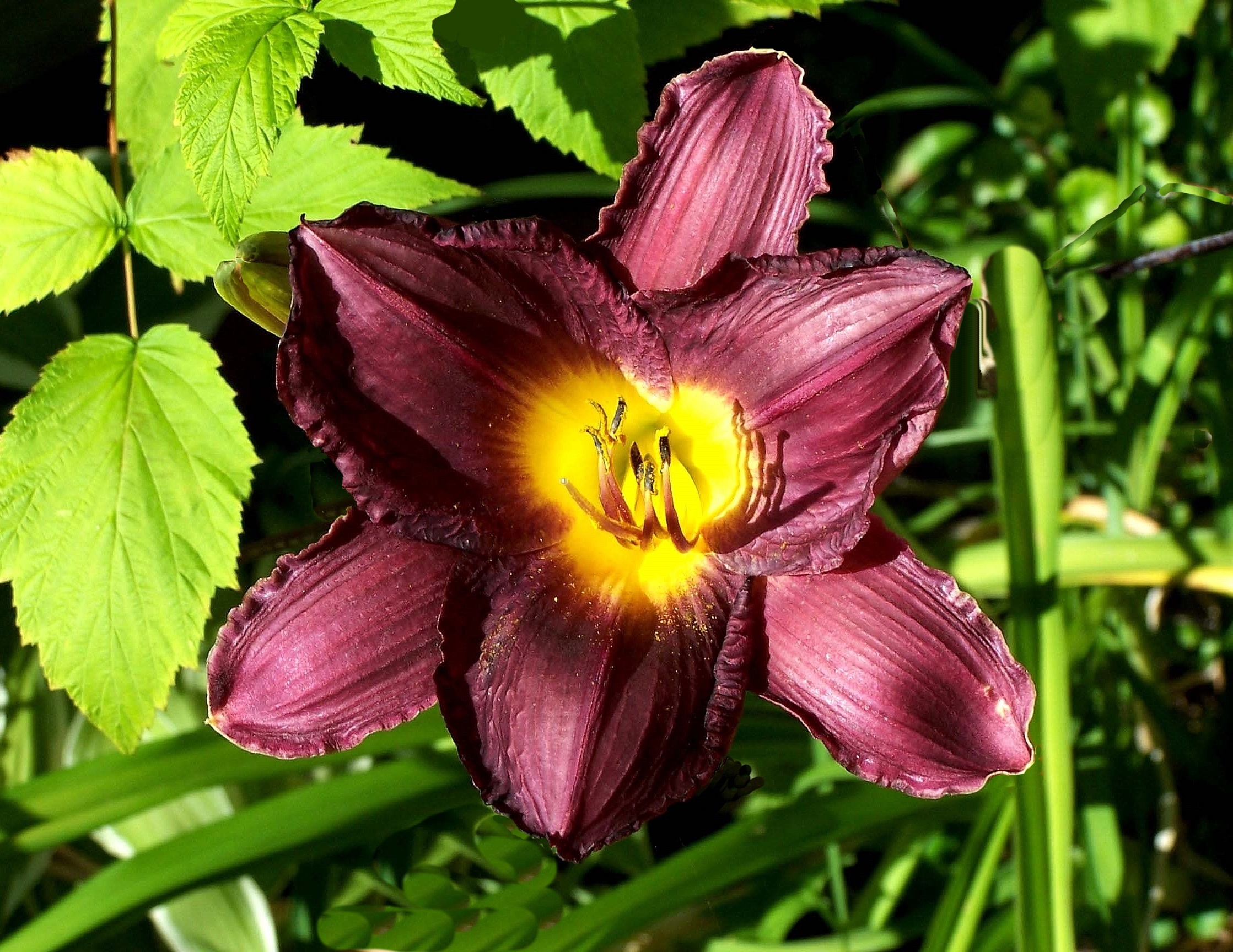 This is a picture of Day Lilies