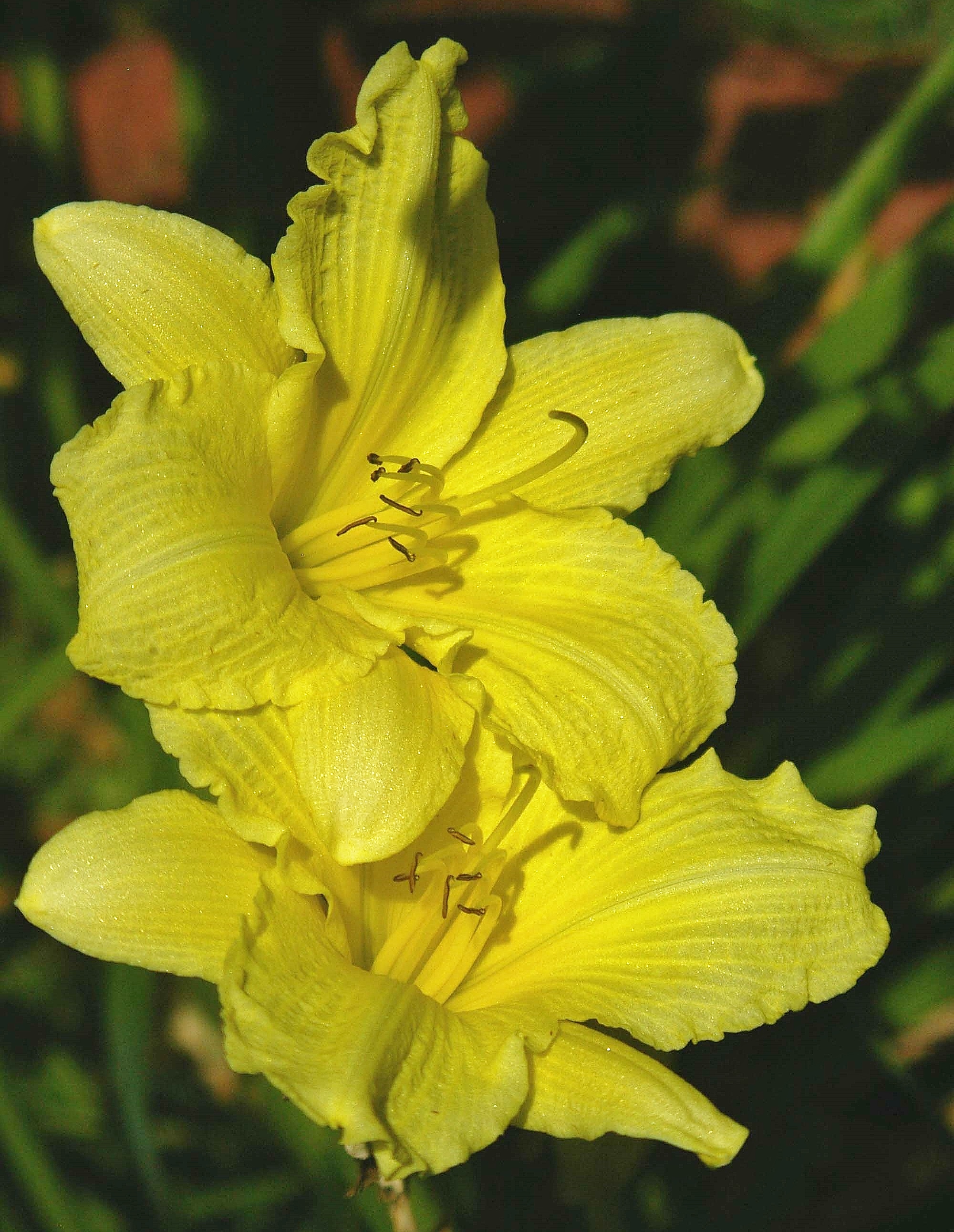 This is a picture of Day Lilies