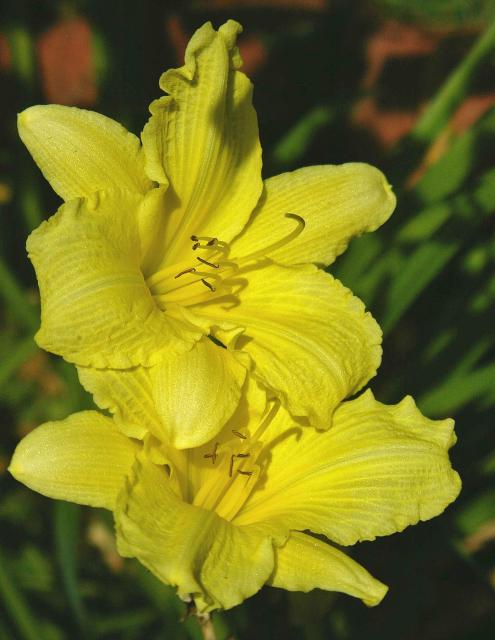 This is a picture of Day Lilies